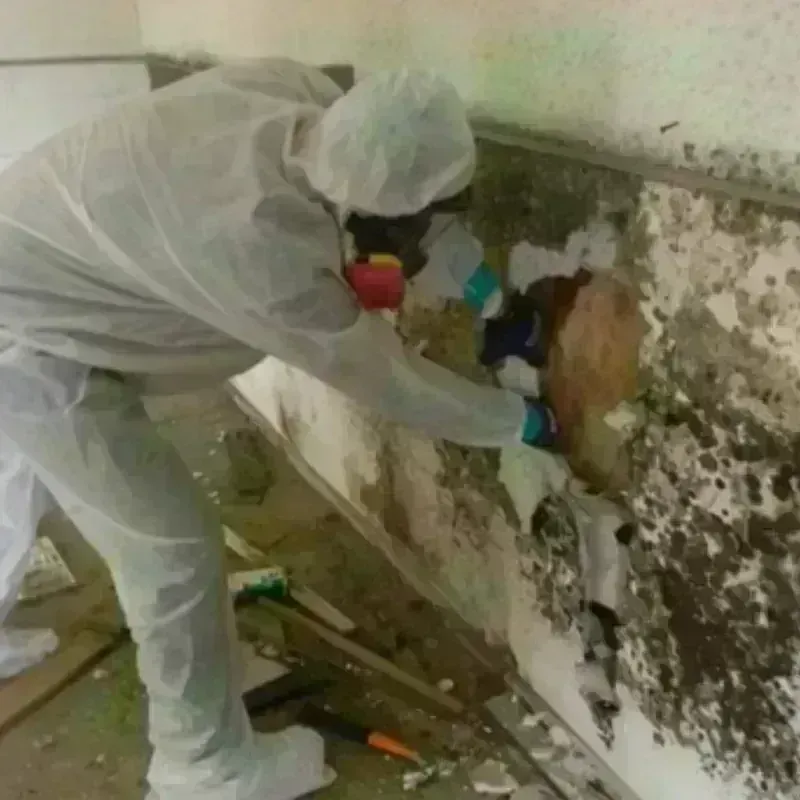 Mold Remediation and Removal in McCleary, WA